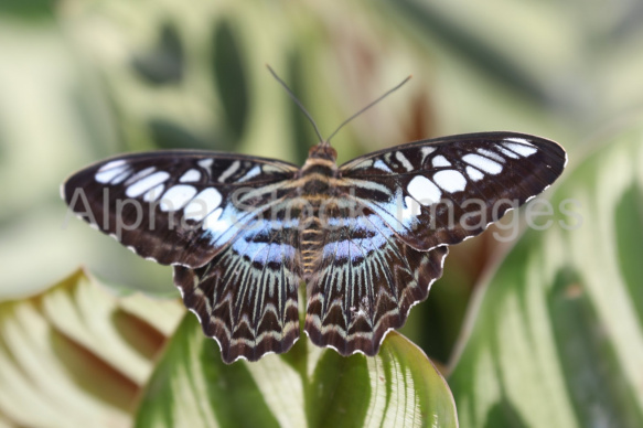 Mexican Bluewave Butterfly