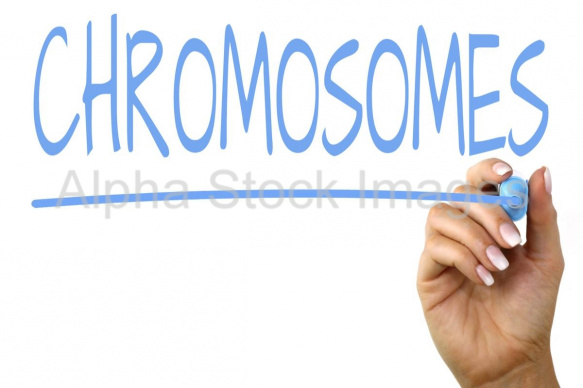 chromosomes