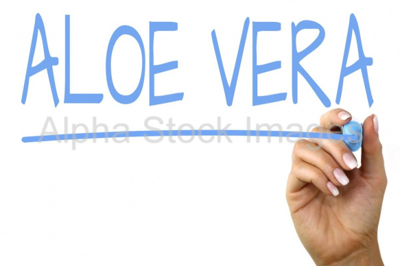 aloe vera