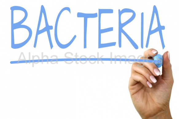 bacteria