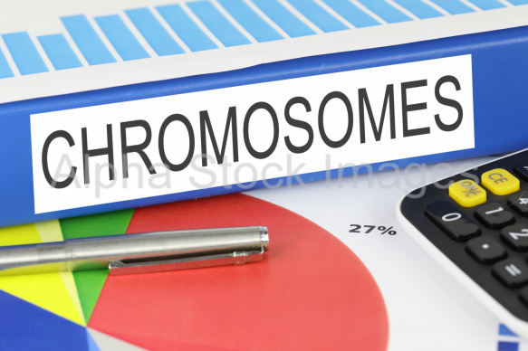 chromosomes