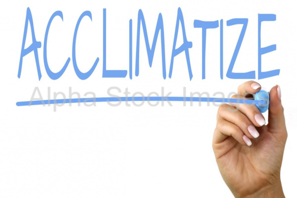 acclimatize