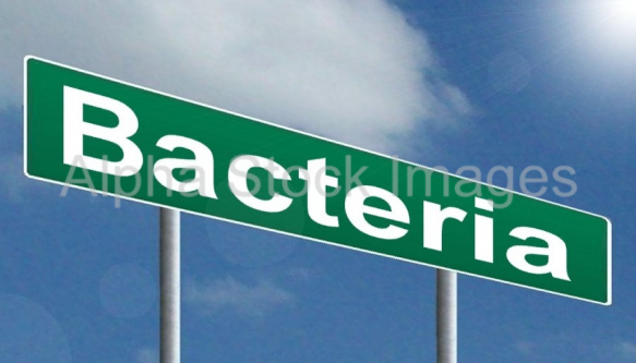 Bacteria