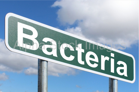 Bacteria