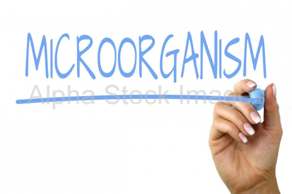 microorganism