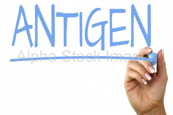 antigen