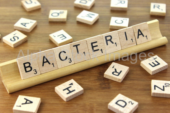 Bacteria