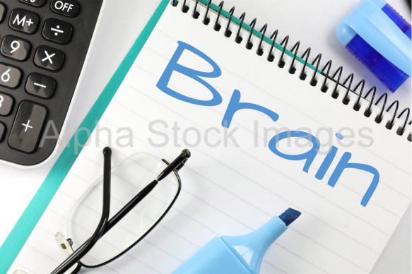 brain
