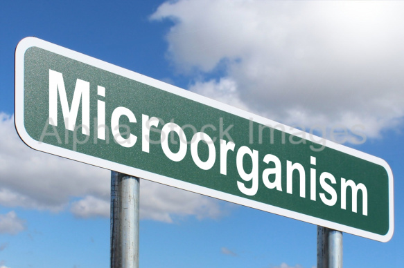 Microorganism