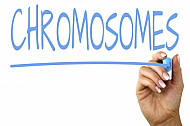 chromosomes