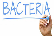 bacteria