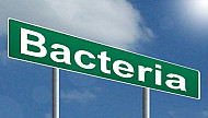 Bacteria