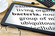 bacteria