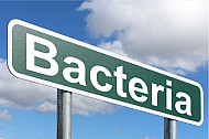Bacteria
