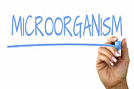 microorganism