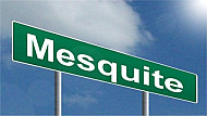 Mesquite