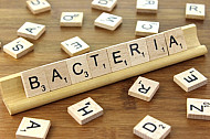 Bacteria