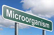 Microorganism